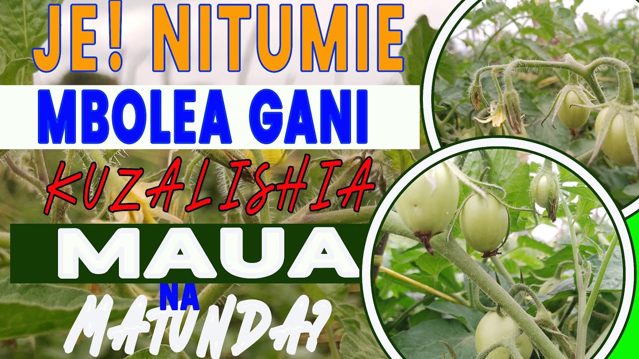 JE NITUMIE MBOLEA GANI KUZALISHA MAUA NA MATUNDA MENGI KWA NYANYA?