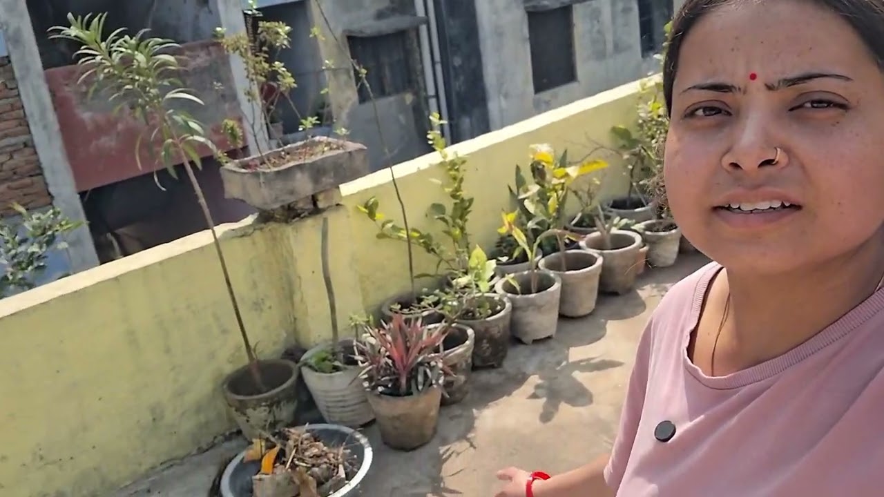 पौधें के बारे में एक अच्छी जानकारी 🤗#Dailyvlog-37 #dailylifestyle 