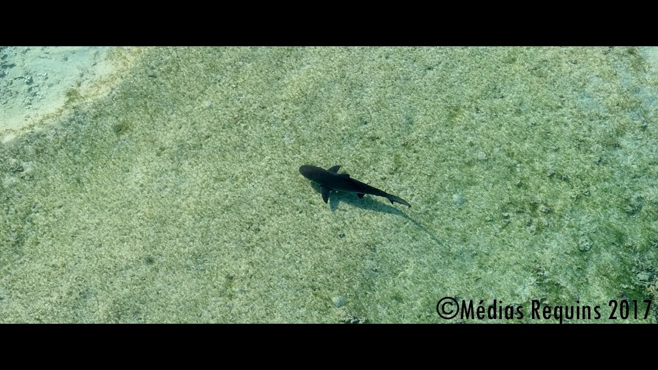 🇷🇪🦈 Un #requin bouledogue dans le lagon de St-Pierre - 2/12/2019