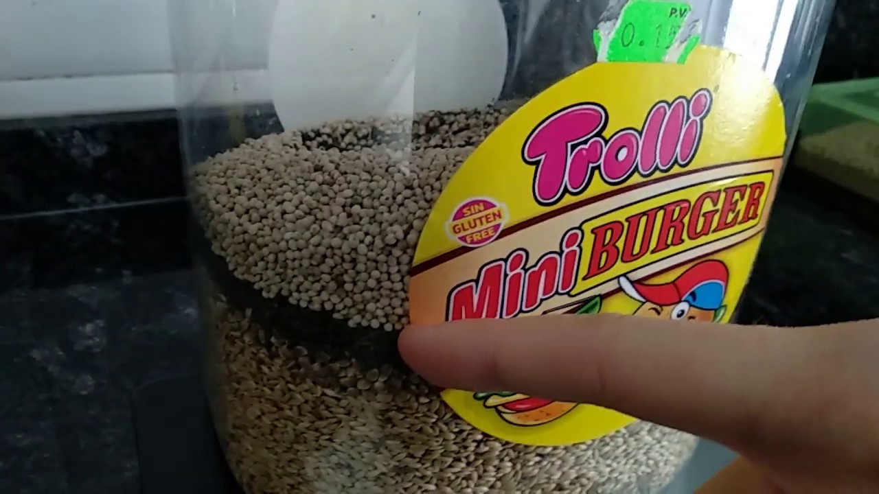MIXTURA PARA CANARIOS CASERA