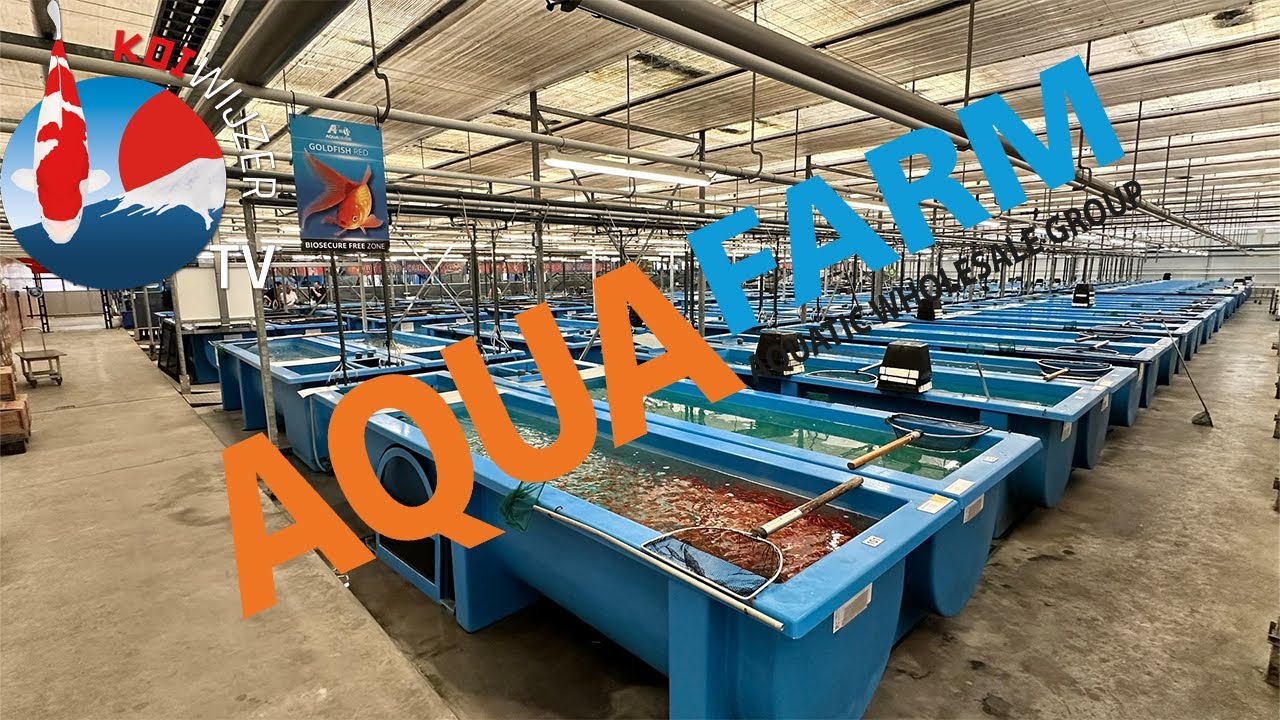 Op bezoek bij vijvergigant Aquadistri: uniek inkijkje in enorme de Aquafarm!
