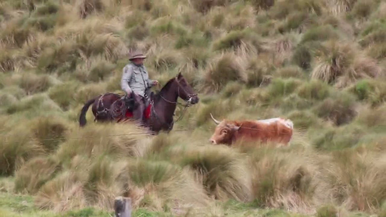 PÍNTAG TIERRA DE CHAGRAS