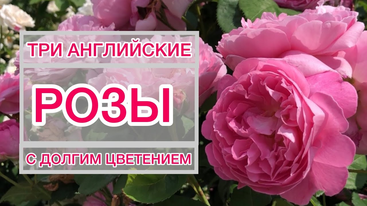 ТРИ РОЗЫ, такие разные и такие надежные🌹С долгим цветением