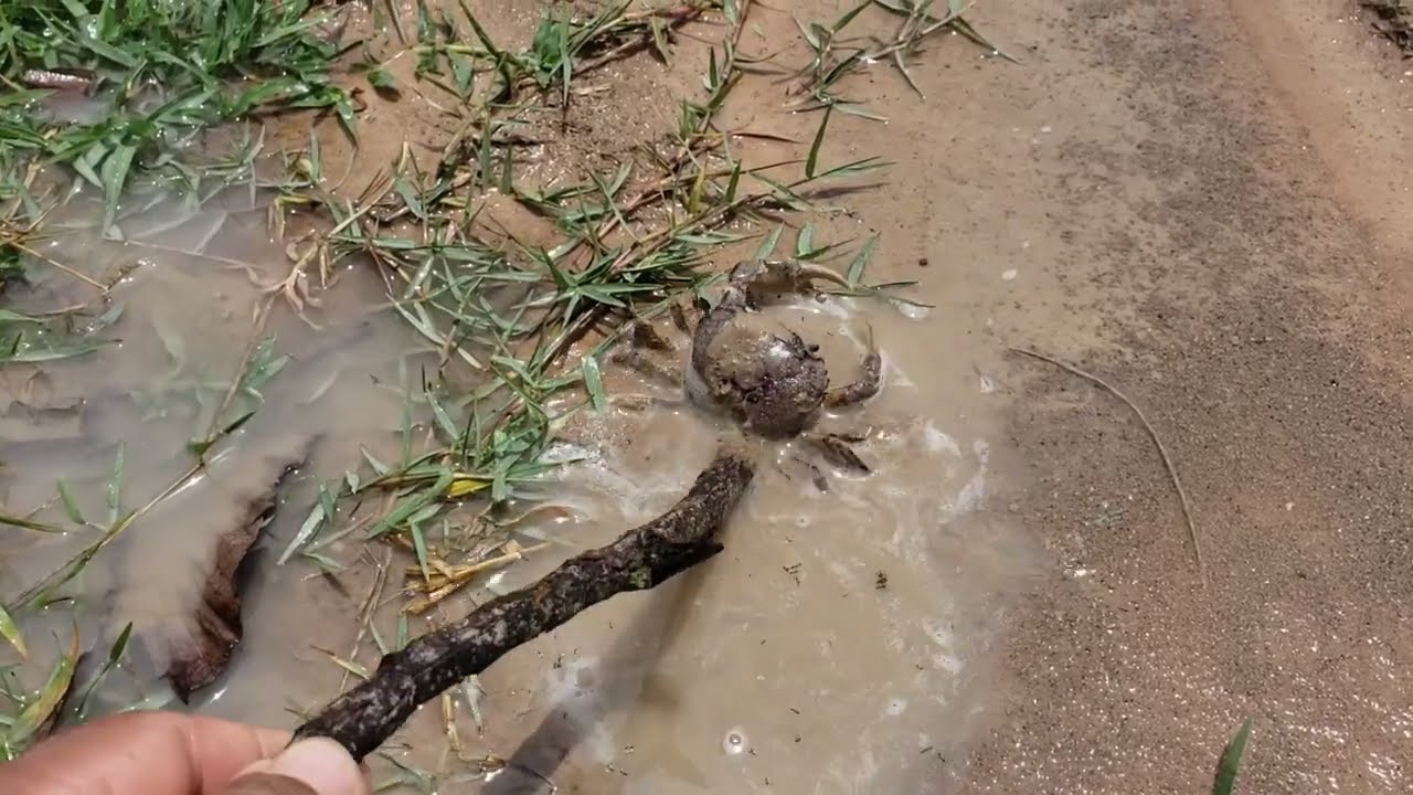 ភ្លៀងហើយក្ដាមវាកាត់ផ្លូវ 