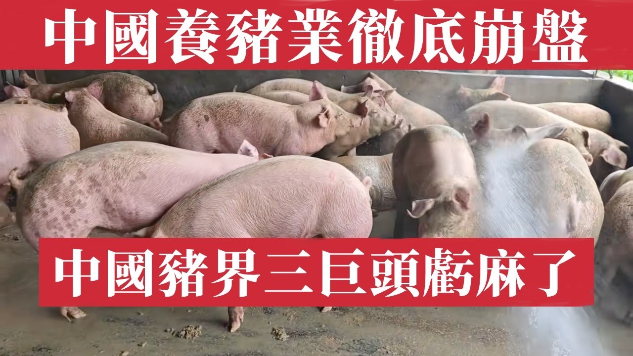 中國養豬業徹底崩盤！豬價跌破成本線，中國豬界三巨頭虧麻了！3700億巨債壓頂，屠企倒閉、豬瘟捲土重來，農戶破產潮蔓延，全國豬場淪陷成廢墟，牧原溫氏血虧百億，鄉村振興化為泡影，中國農村經濟陷入死亡循環！