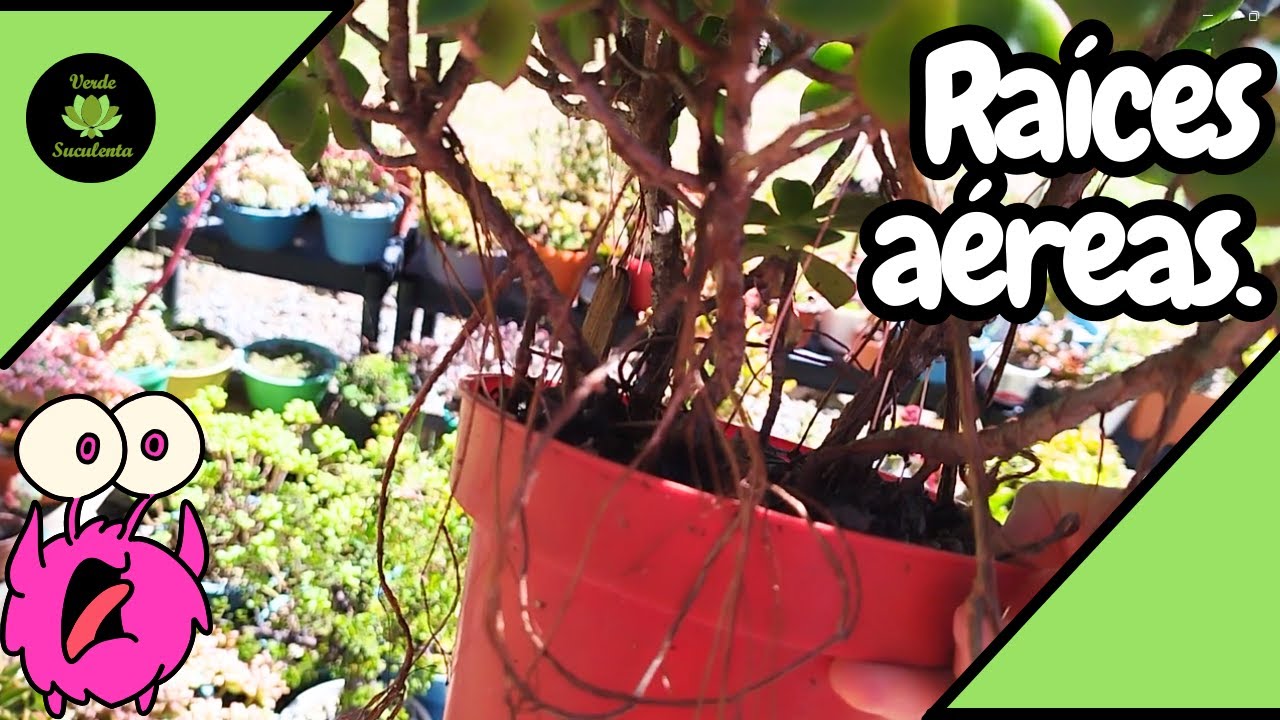 &iquest;Ra&iacute;ces a&eacute;reas? &iquest;Porqu&eacute; salen y que hacer?🌱