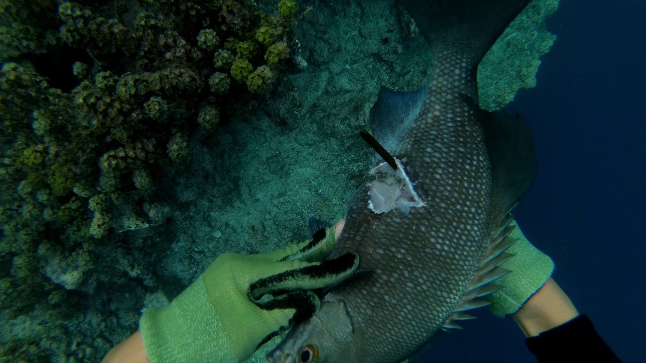MOOREA SPEARFISHING I 2020