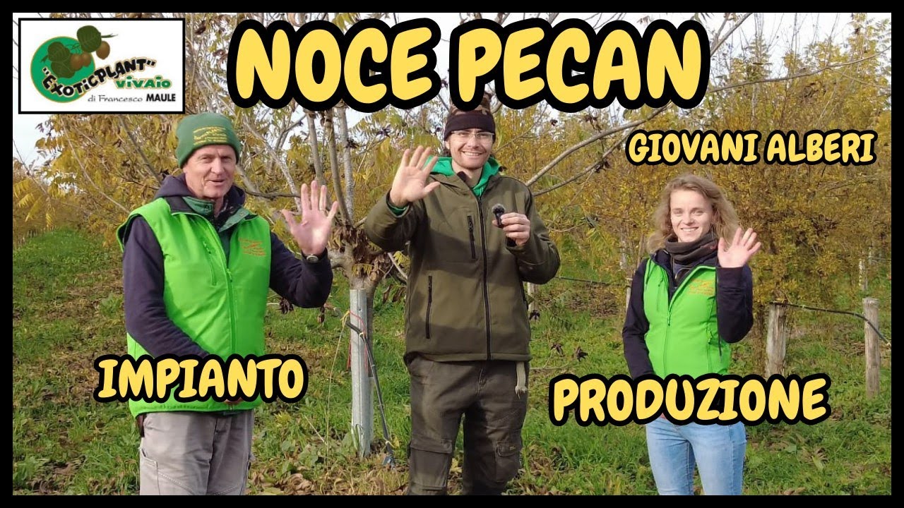 NOCI PECAN: scopri COSA sono e COME si PRODUCONO | Tutorial nell'Azienda Exoticplant