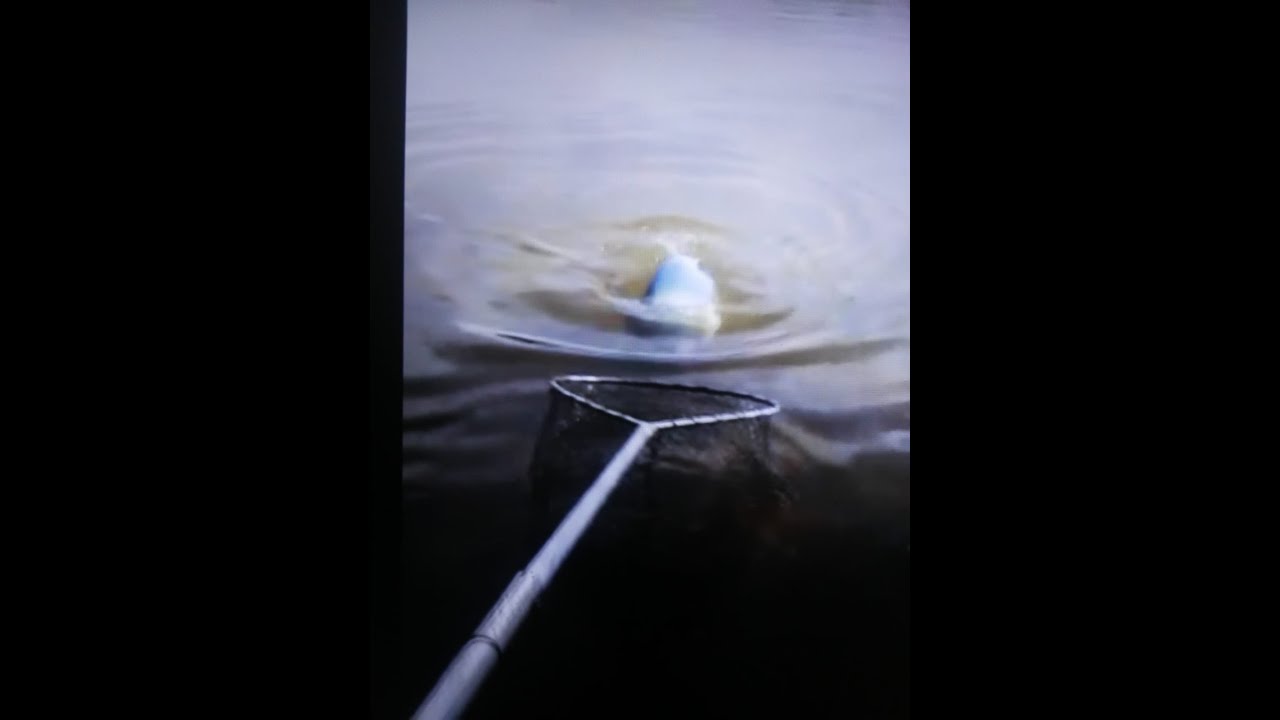 PESCARIA NO RIO SÃO FRANCISCO EM TRÊS MARIAS - PARTE 3