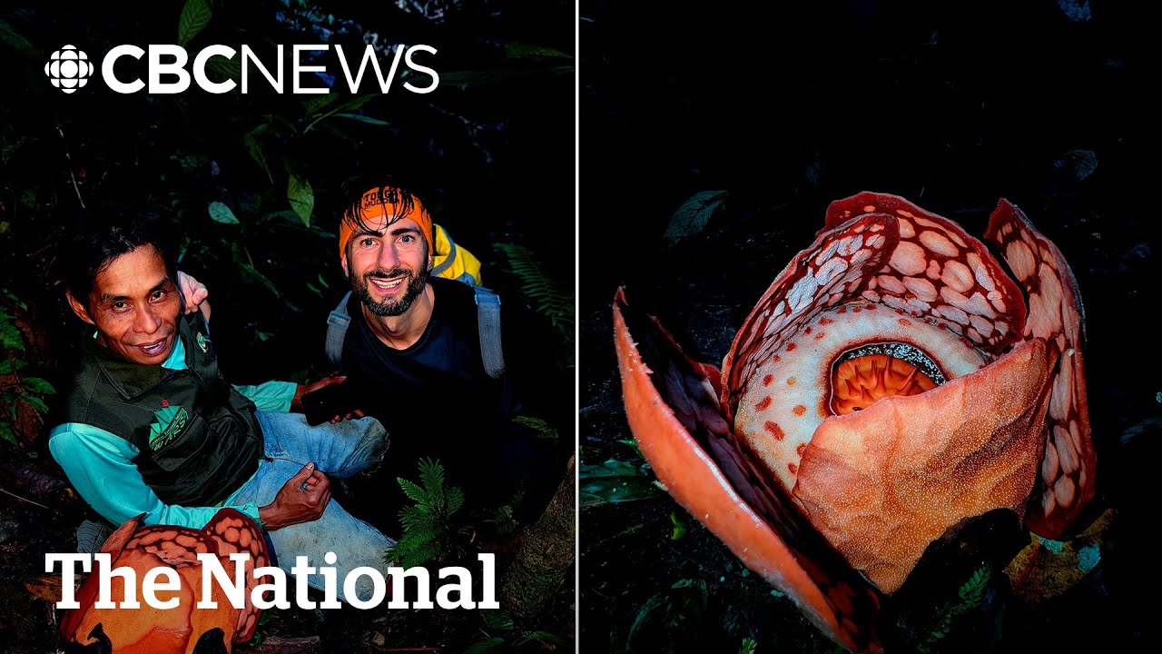 #TheMoment biologists found a rare flower after 13-year search