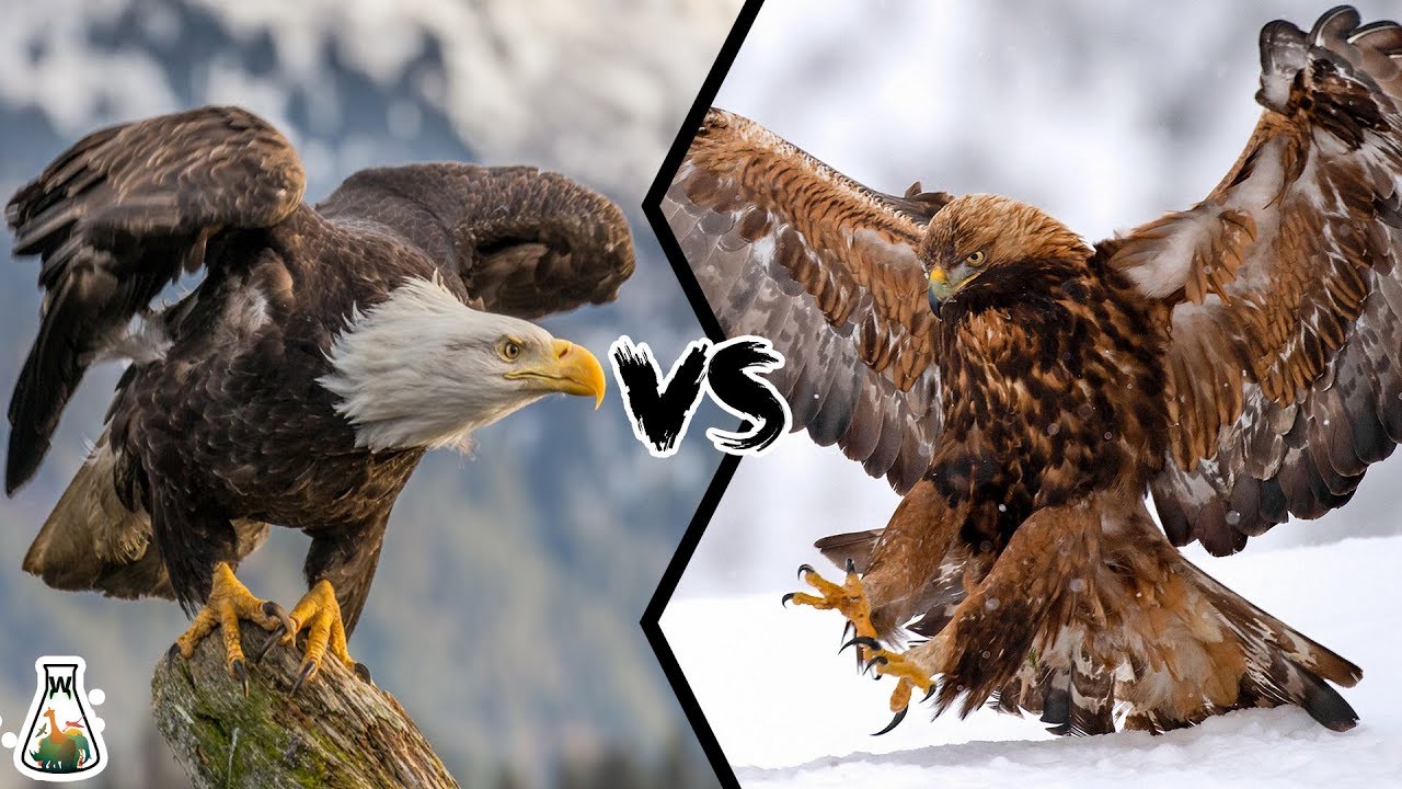 БЕЛОГОЛОВЫЙ ОРЛАН VS БЕРКУЛ - Кто сильнее?