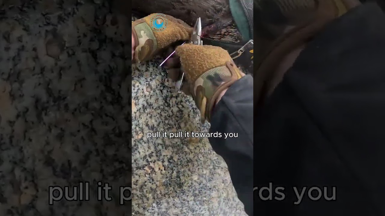 Emergency Field Surgery  Seal Rescue #shorts