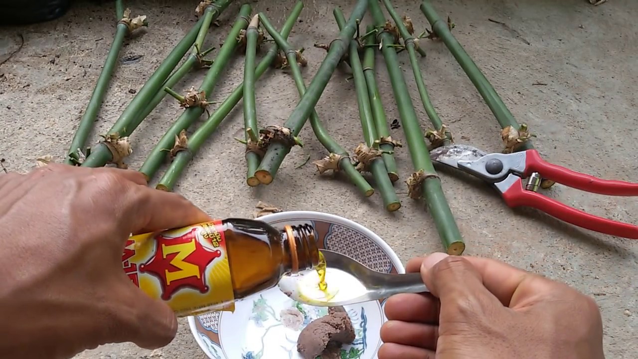 สุดง่ายกับสูตรปักชำไผ่กิมซุงเร่งรากเร่งยอด(ไผ่ตงลืมแล้ง)  ที่ได้ผลไวไม่ต้องเสียเวลาตอนกิ่ง EP.1