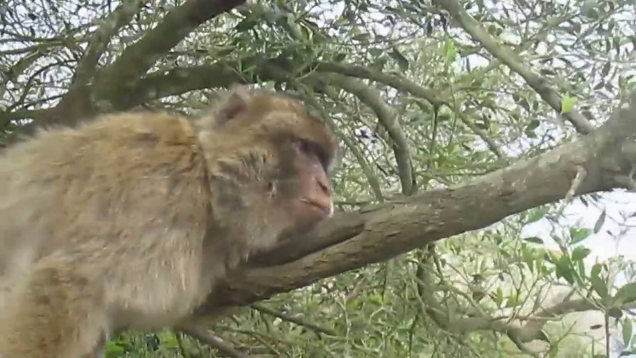 Gibraltar Lazy Ape