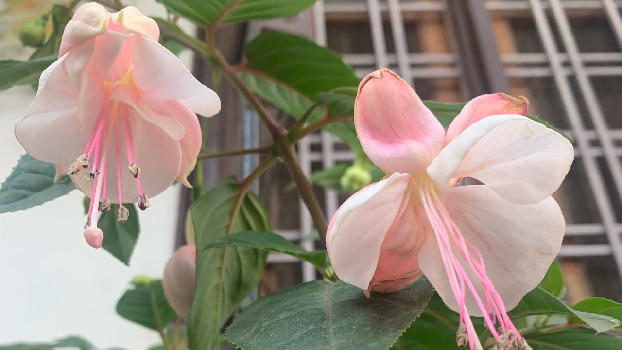 94-Fuchsia flowers (how to grow and care)