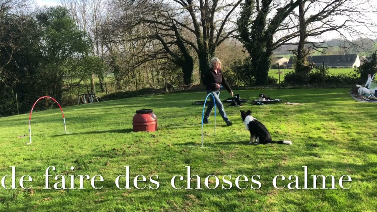 Apprentissage Hoopers Chiot