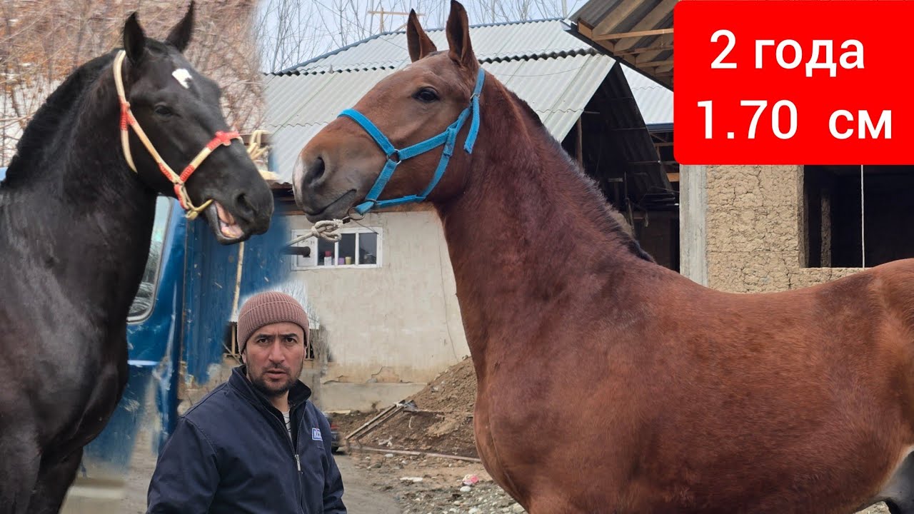 Кунан  1.70  см  Пай Пай Мындай болгон эмес  Полтарашка  1.63 см Ноокатта 