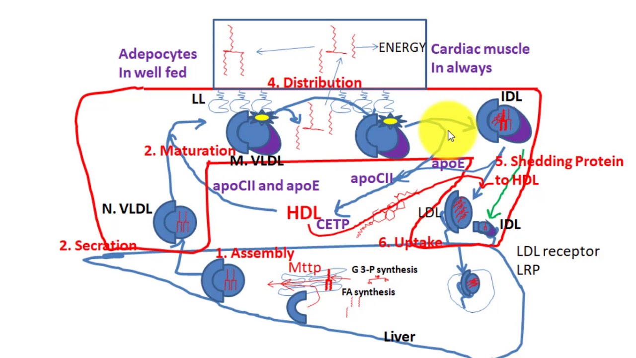 Lipoprotein Matabolism Made easy step by step VLDL, IDL and LDL metabolism