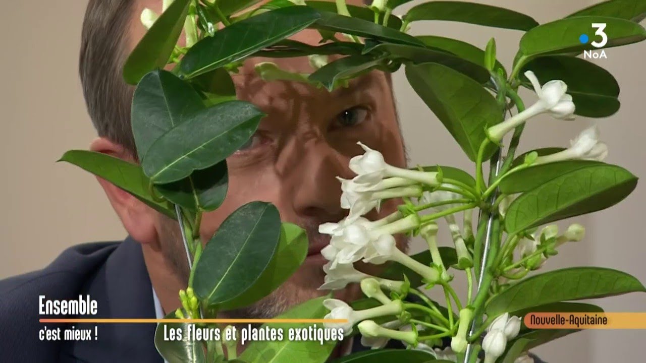 Fleurs et plantes exotiques... Ensemble c'est mieux !