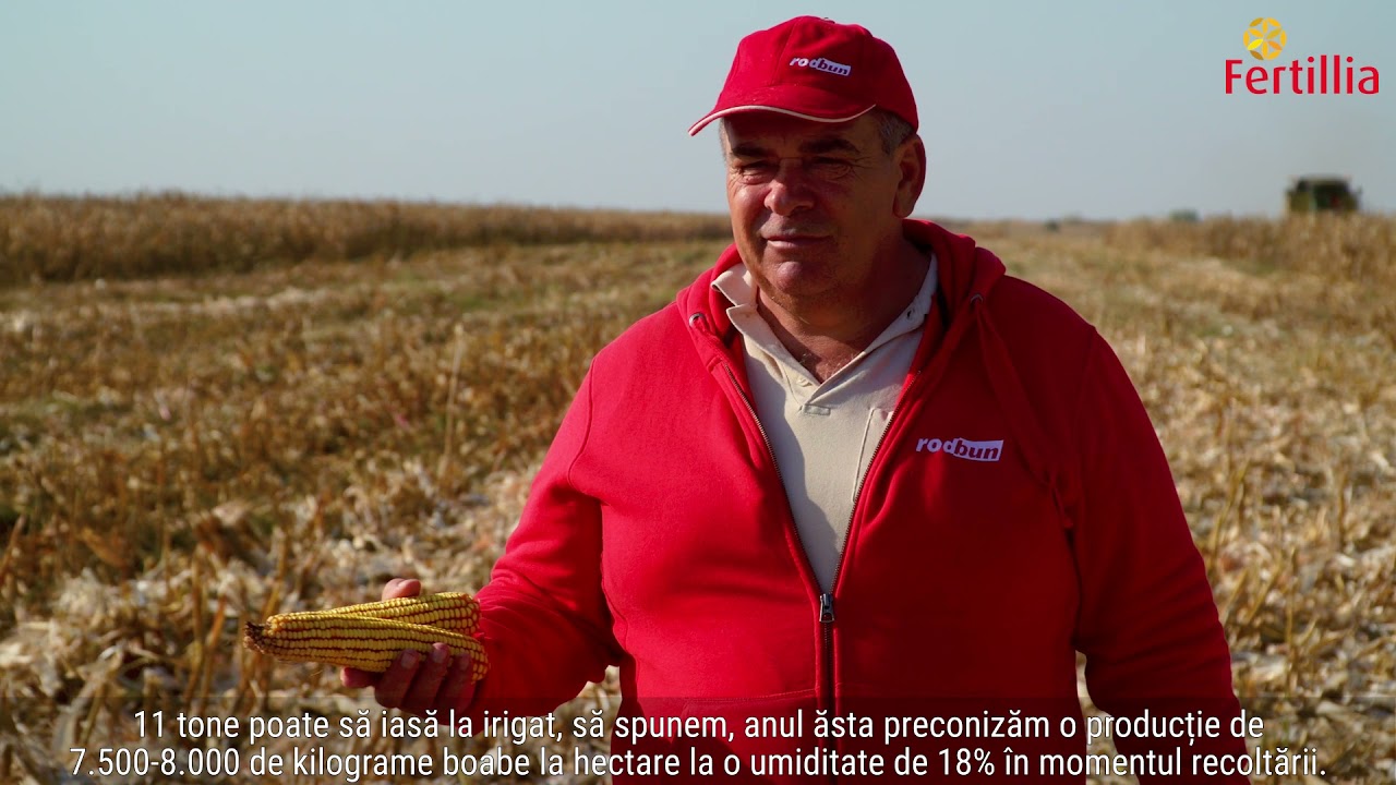 Un fermier-veteran despre un porumb de legendă al României: Olt