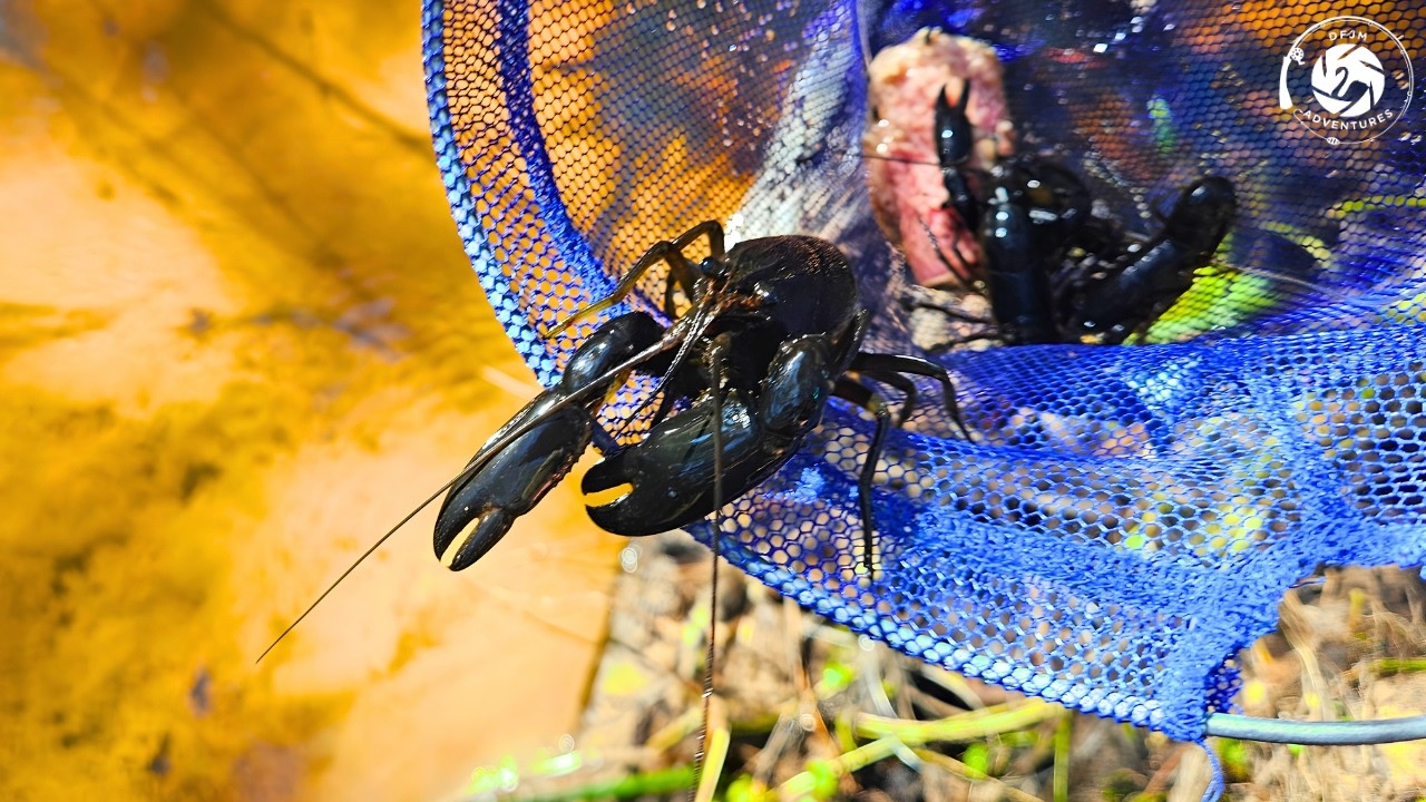 Hunting for Perth Yabbies with the kids