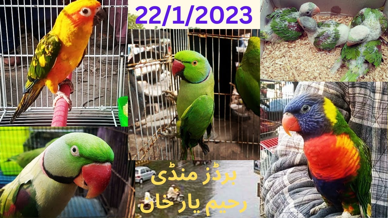 22-1-2023 Birds Bazaar in Rahim Yar Khan