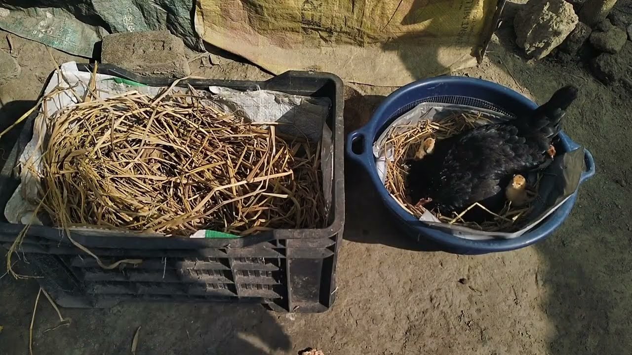 প্রায় ৪৮ ঘন্টা পর মুরগিসহ বাচ্চাগুলোকে রৌদ্রে বের করলাম ।। বাচ্চা ফোটার পর ট্রান্সফার করা জরুরী