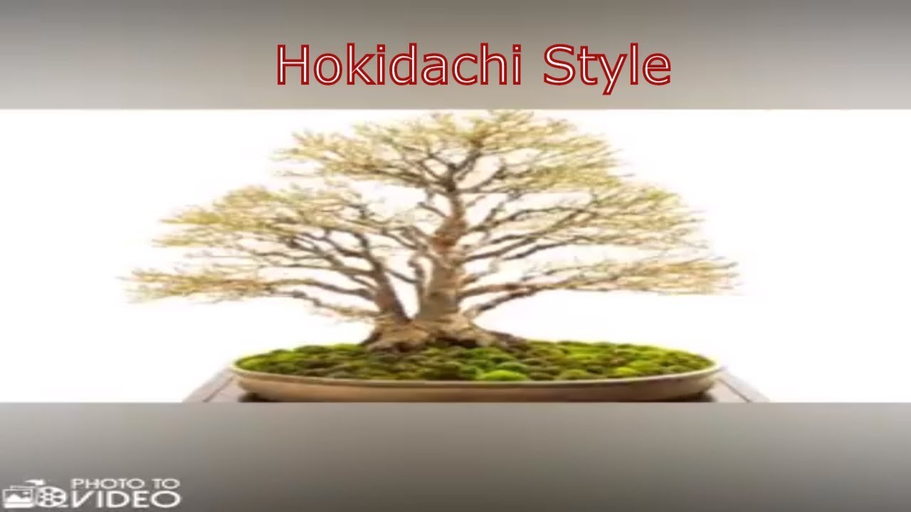 Bonsai Broom (Hokidachi) style