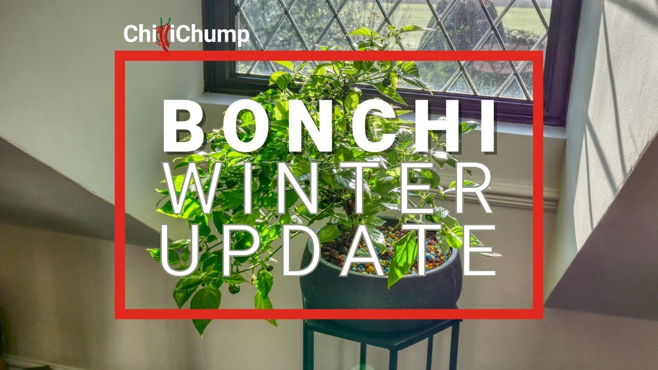 Bonchi Winter Update 2022
