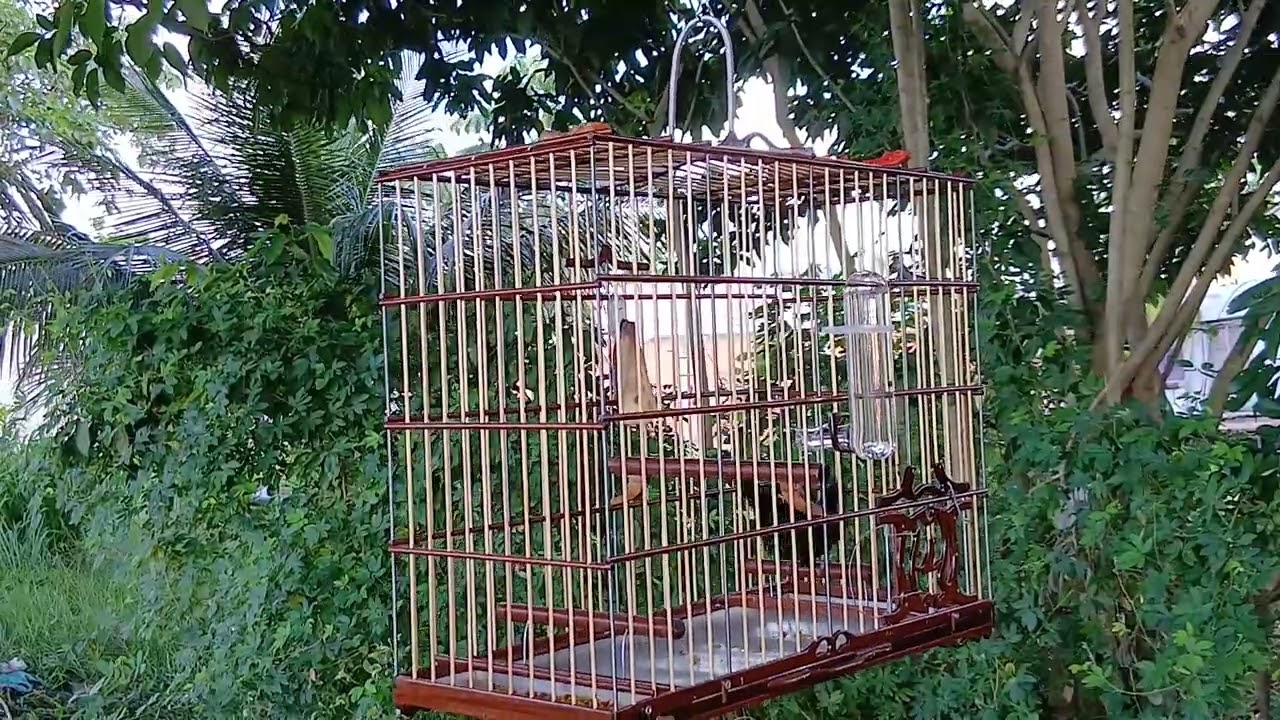 Quase que o bem-te-vi  vai pra conta kkk