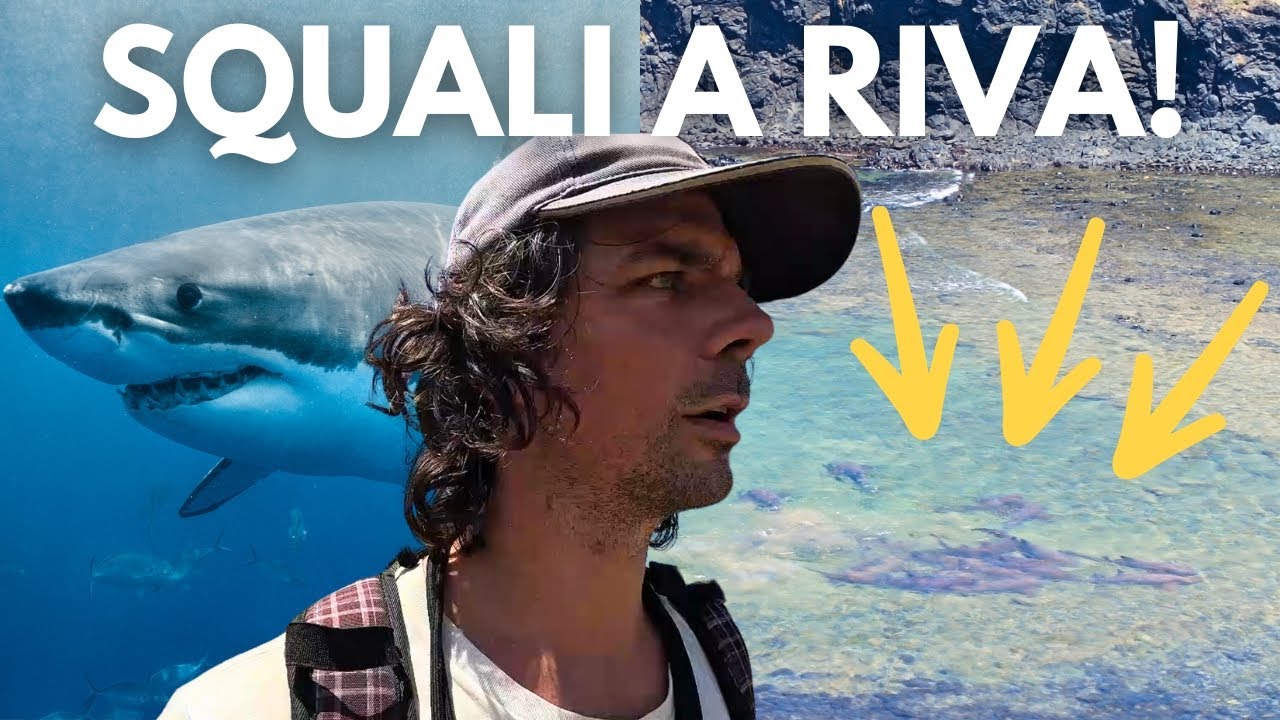 20 SQUALI a riva! 🇧🇷 FERNANDO DE NORONHA - BRASILE