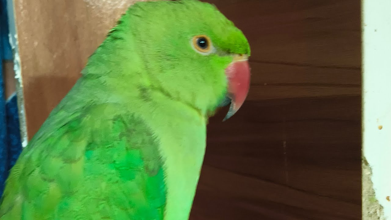 Umesh Yaduvanshi is live ringneck parrot live stream