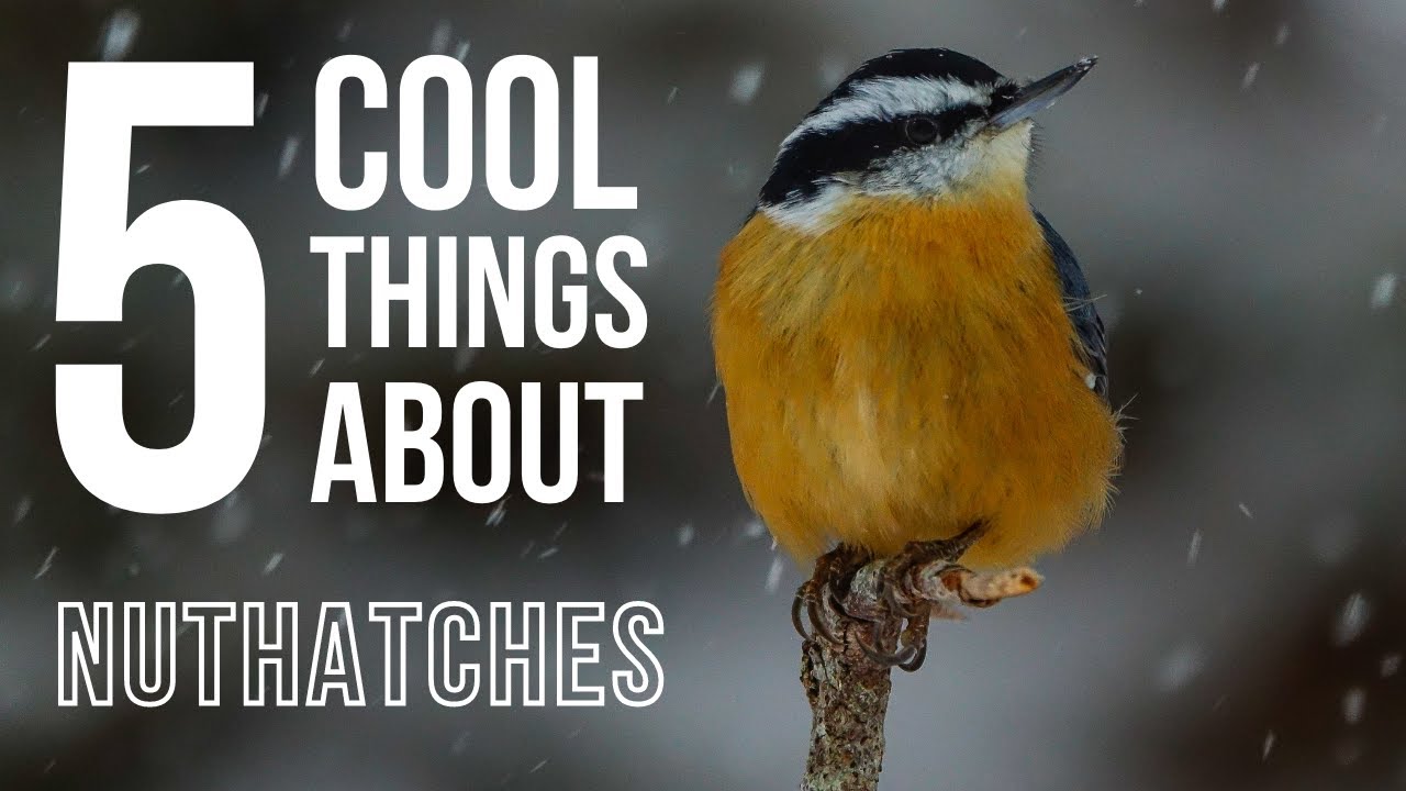 5 COOL Things About Nuthatches