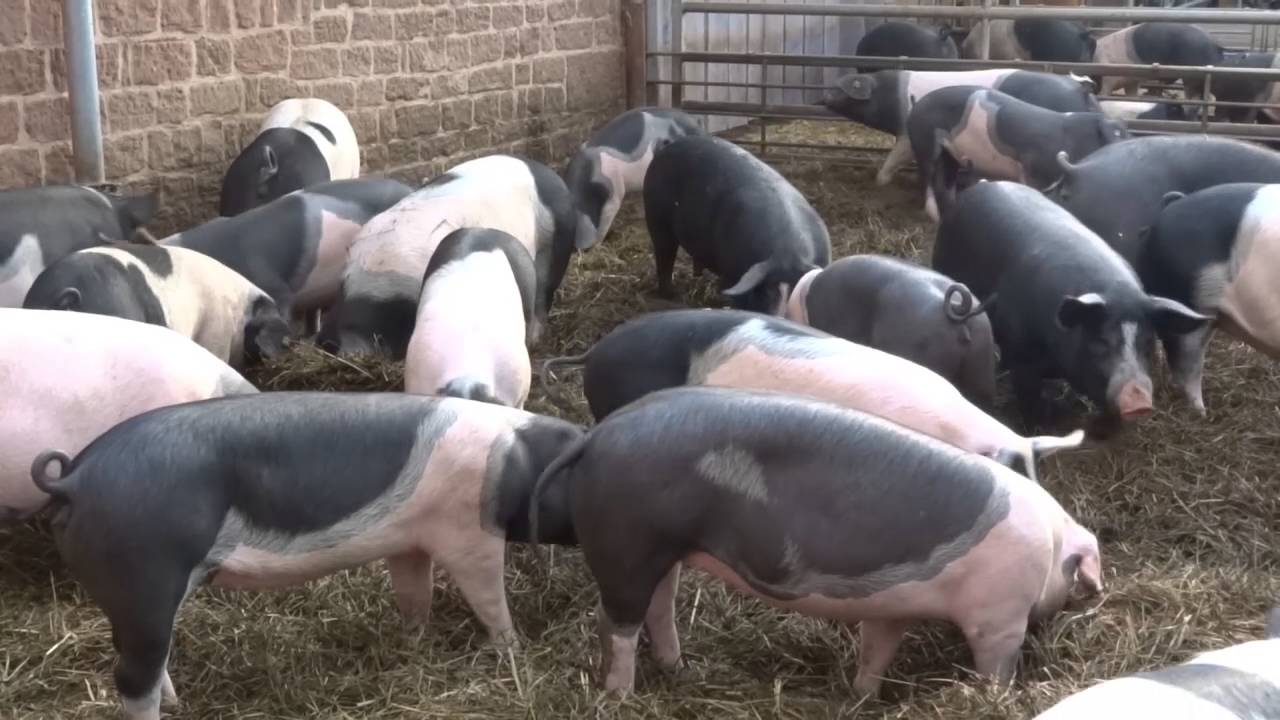 B&auml;renbrunnerhof bei Schindhard im Dahner Felsenland Germany Teil 1/3