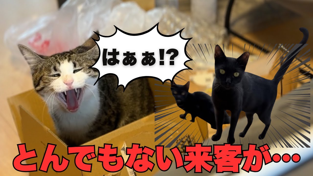 【緊急】我が家にとんでもない来客がありました…【保護猫】