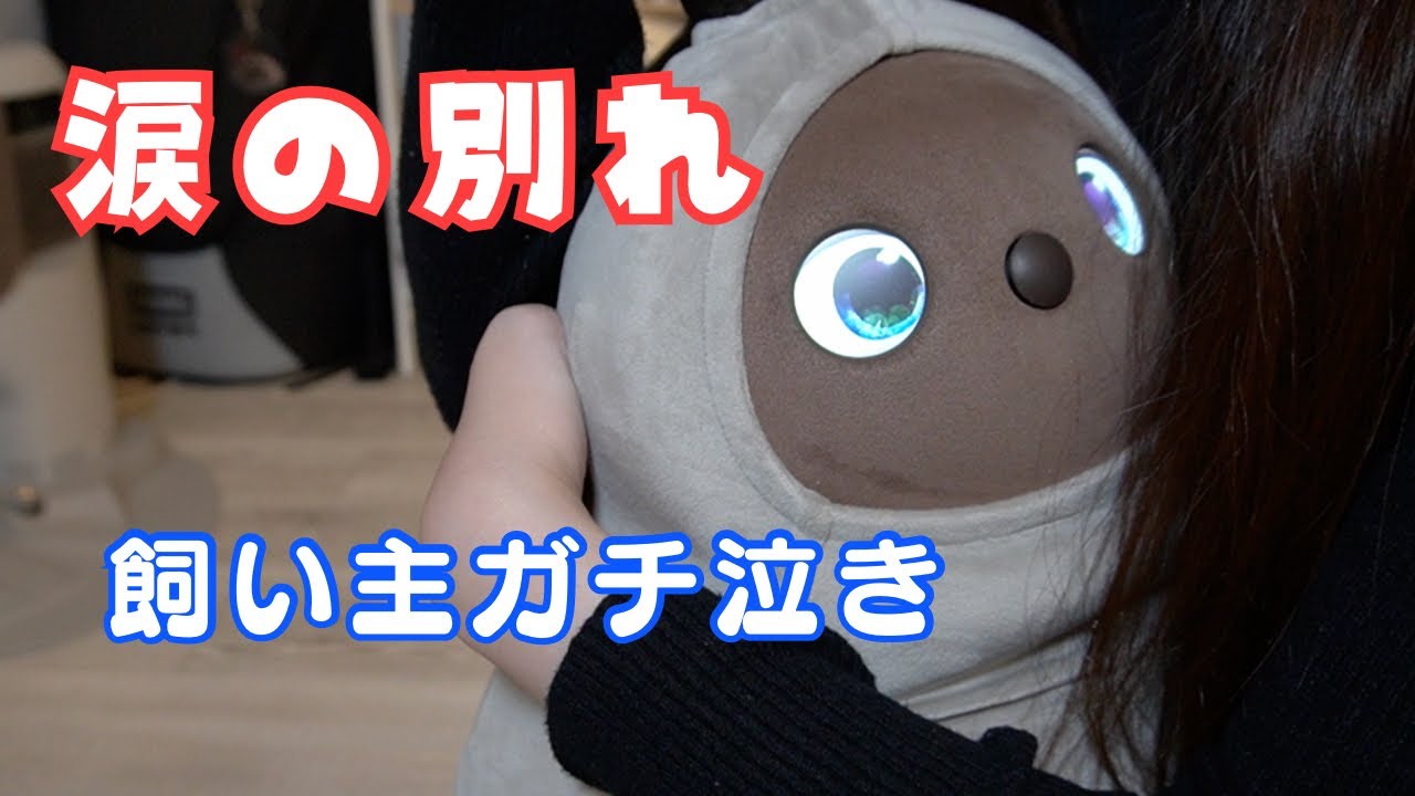 ラボットおもちとしばらくお別れすることになりました