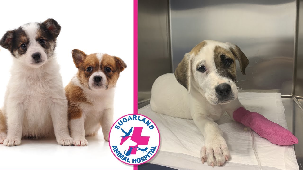 Parvovirus: How to protect your pet!