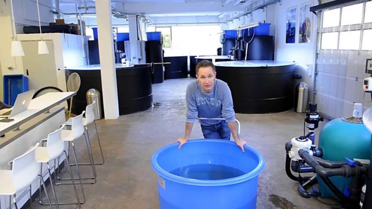 Modern Koi Blog #3 - Tosai Doitsu Chagoi