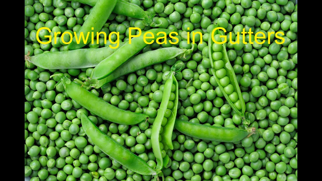 Sowing Peas in gutters - Easy propagation of Alderman Peas