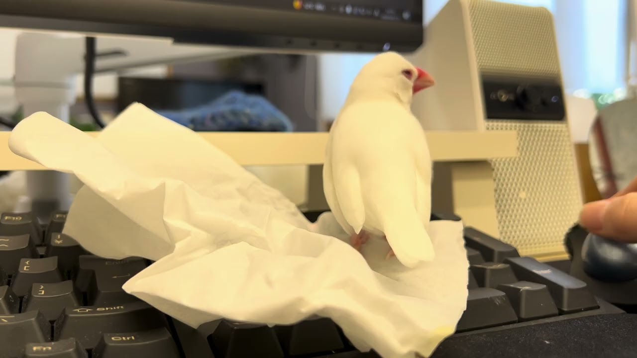 【BGMのみ】キーボードの上にティッシュのベットを作りくつろぐ、仕事見守り文鳥つるさん