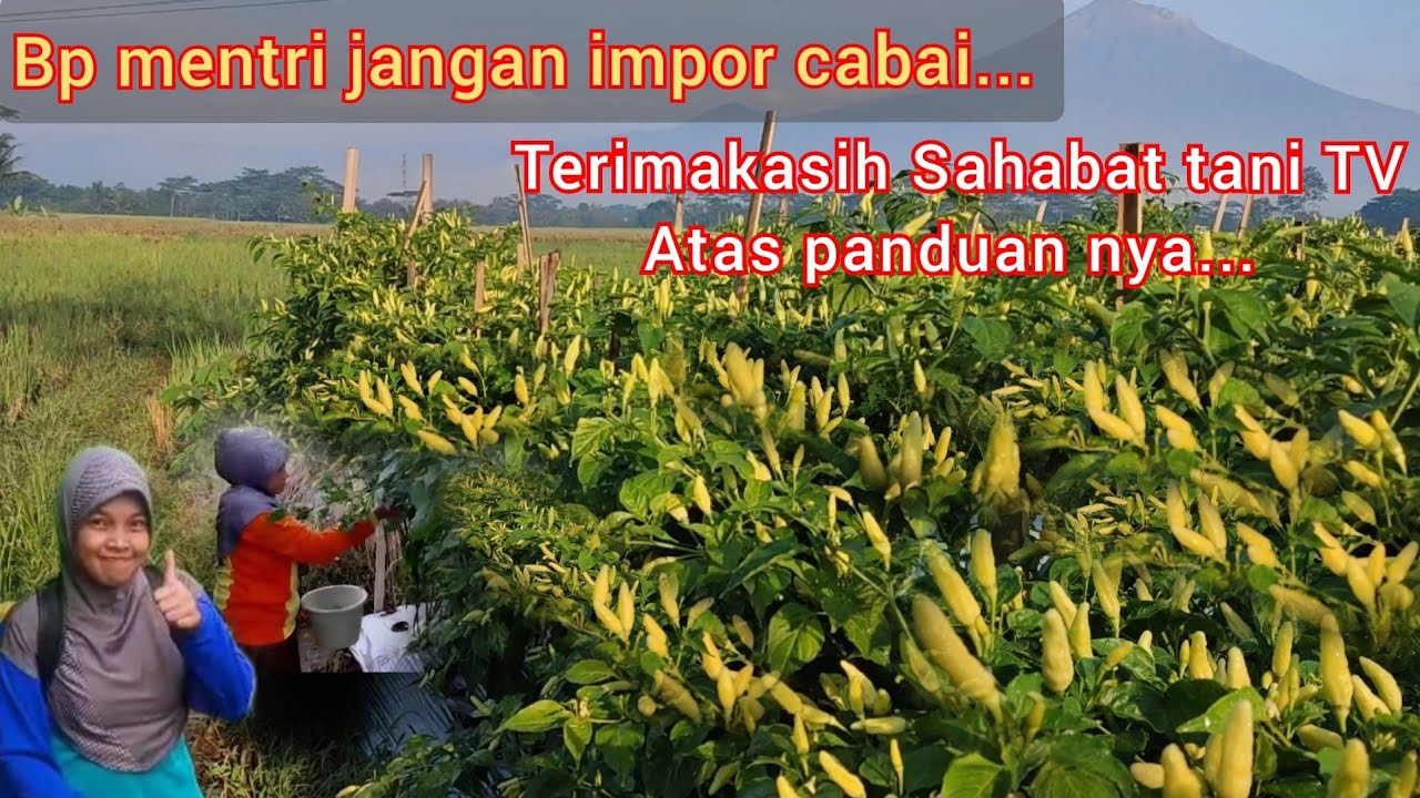 Pengendalian antraknos, layu fusarium dan hama trips