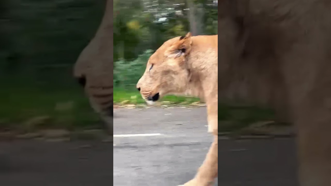 KNOWSLEY SAFARI PARK | Safari Park Tour | Animal Tour