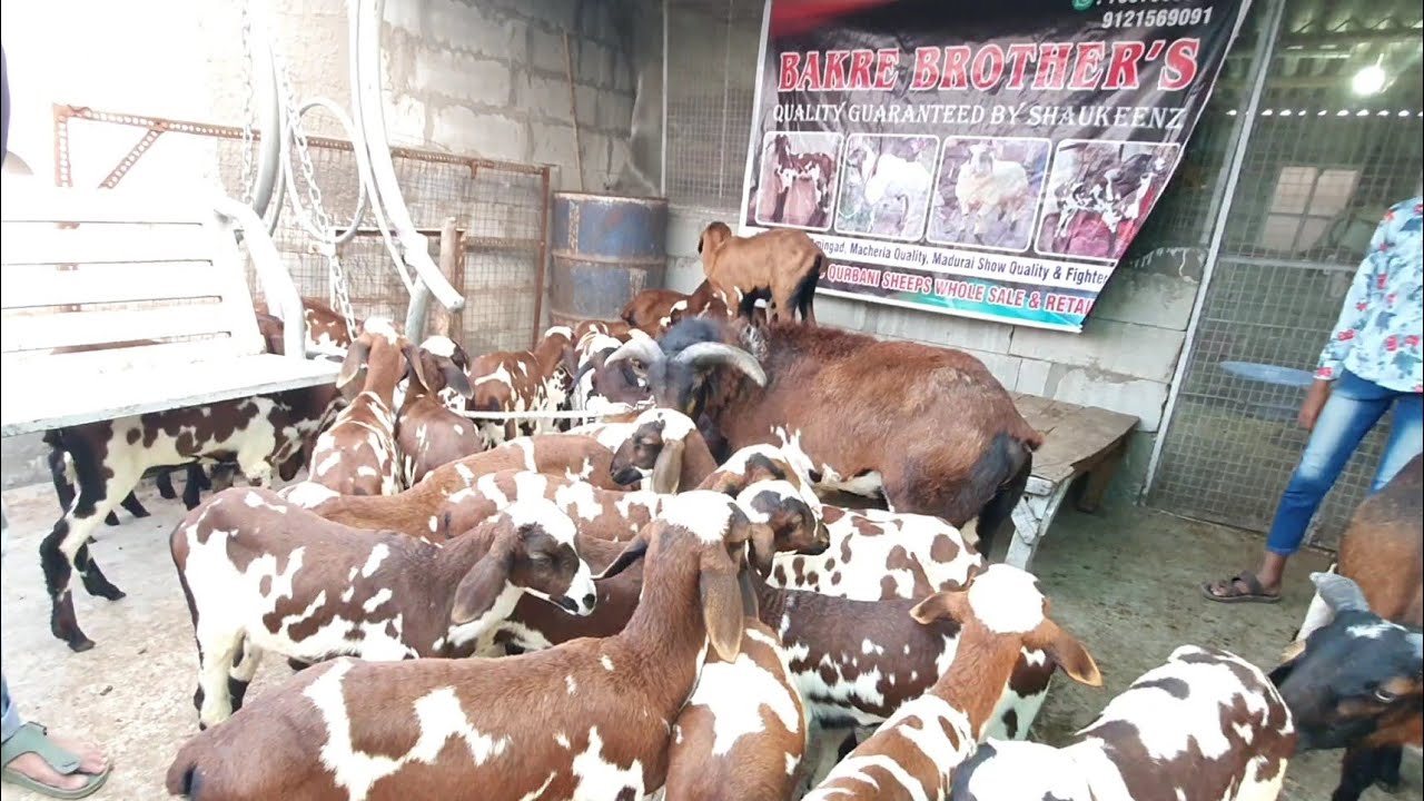 Bakre Brothers Ka Shandhaar Madurai Sheep Collection Hyderabad.