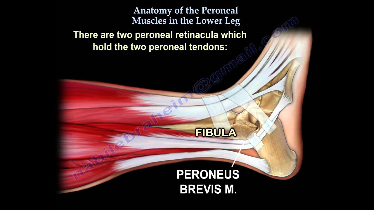 Anatomy Of The Peroneal Muscles In The Lower Leg - Everything You Need To Know - Dr. Nabil Ebraheim