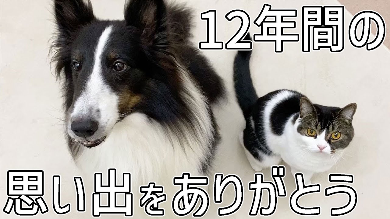 ペットショップで売れ残っていた愛犬との出会いから別れまでの12年間の思い出