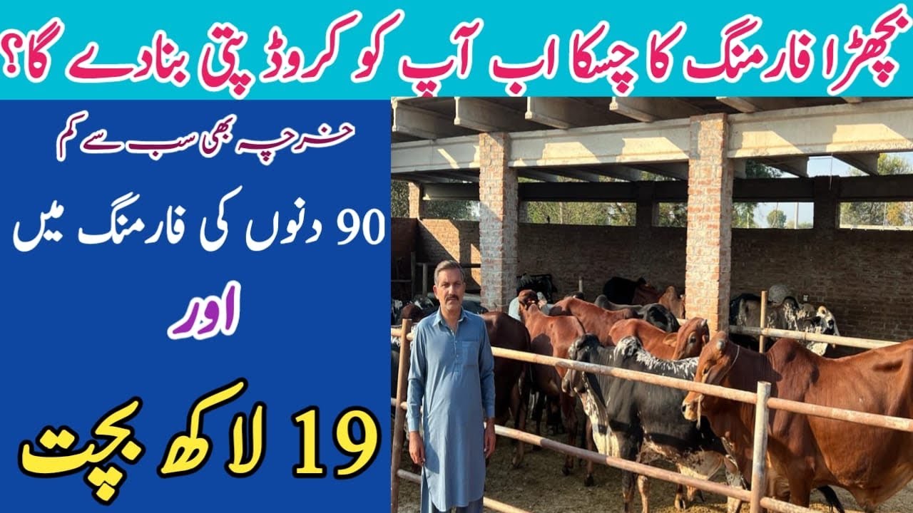 Parofitable Business Bachra Farming in Pakistan