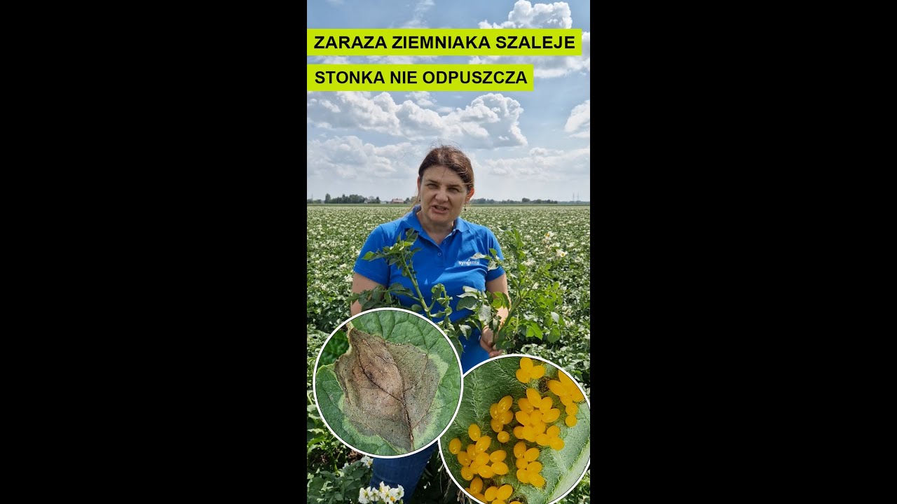Zaraza ziemniaka szaleje a stonka nie odpuszcza!