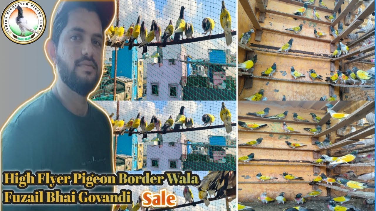 High Flyer Border Wale Kabootar Sale _Fuzail Bhai Govandi _Mumbai Pigeon _Pigeon Video
