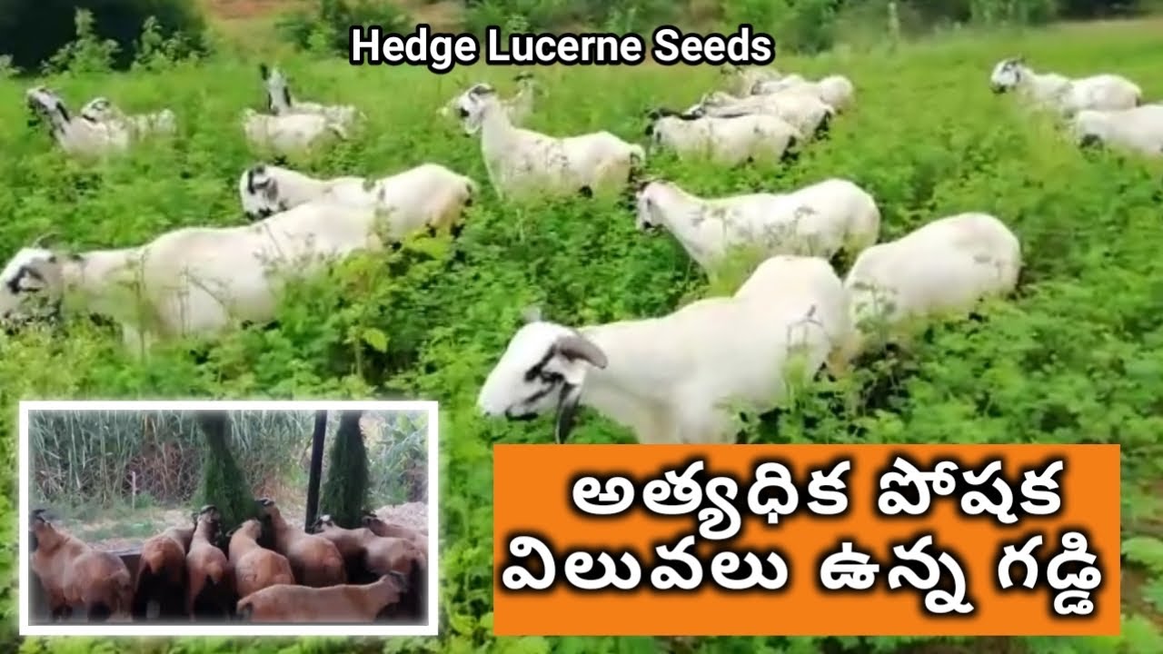 అధిక పోషక విలువలు కలిగి ఉన్న గడ్డి॥hedge Lucerne seeds available॥ sheep & goat farms
