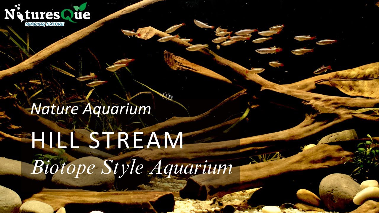 A River Stream Biotope Style Aquarium | Nature Aquarium | Beautiful Hardscape and Fishes
